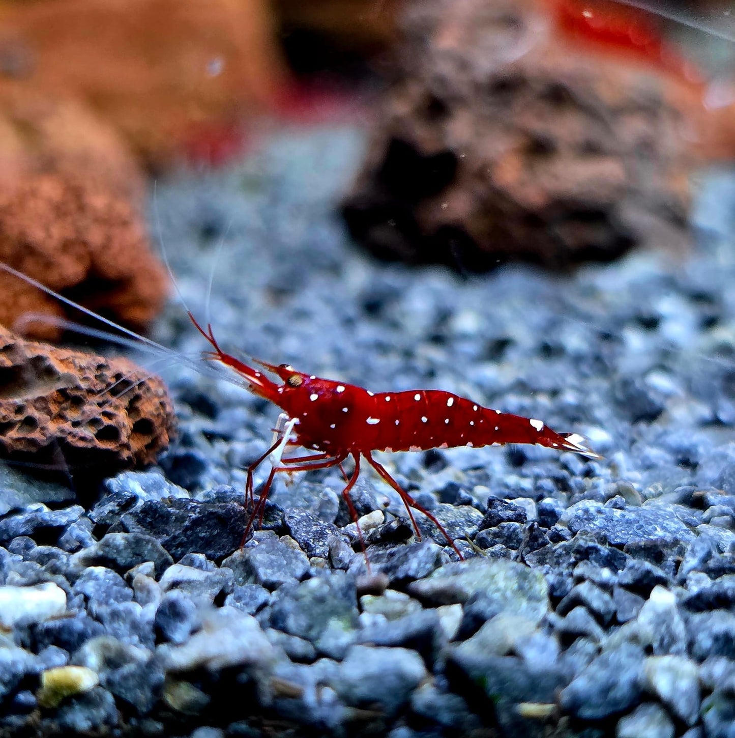 שרימפס קרדינל