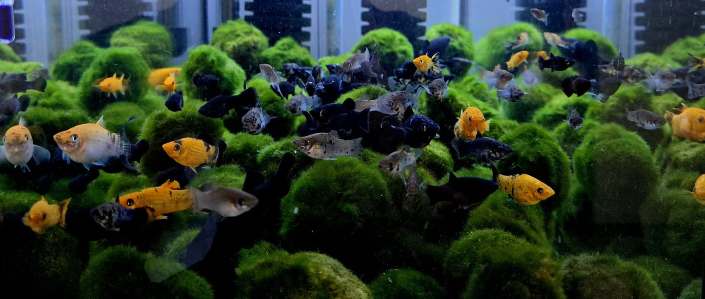 מולים ענקיים – 10 ב־100 ש"ח בלבד