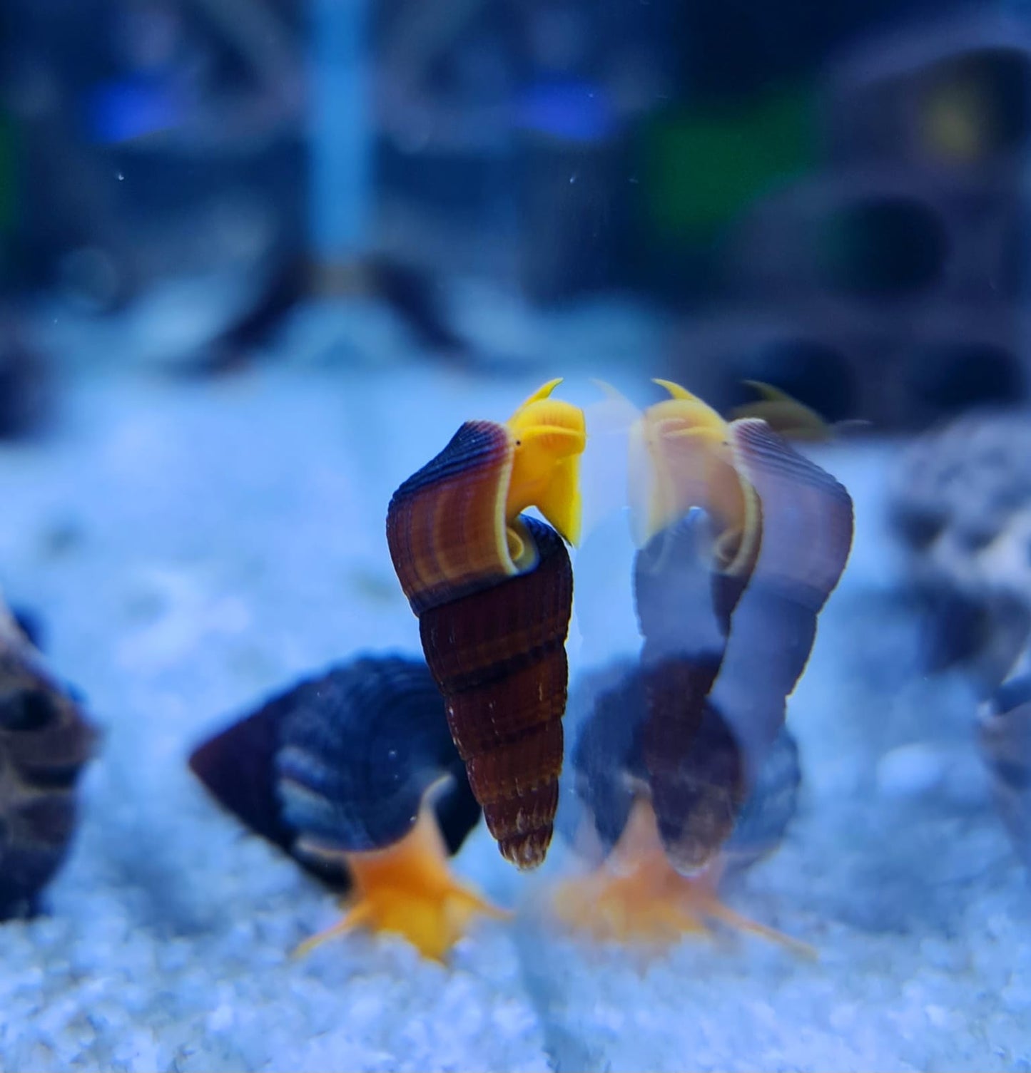 חילזון רגל ארנבת כתום