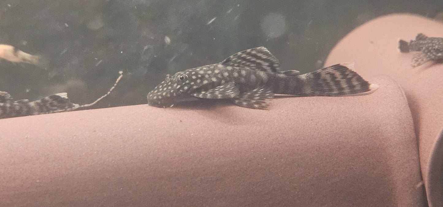 אנצטירוס צעירים