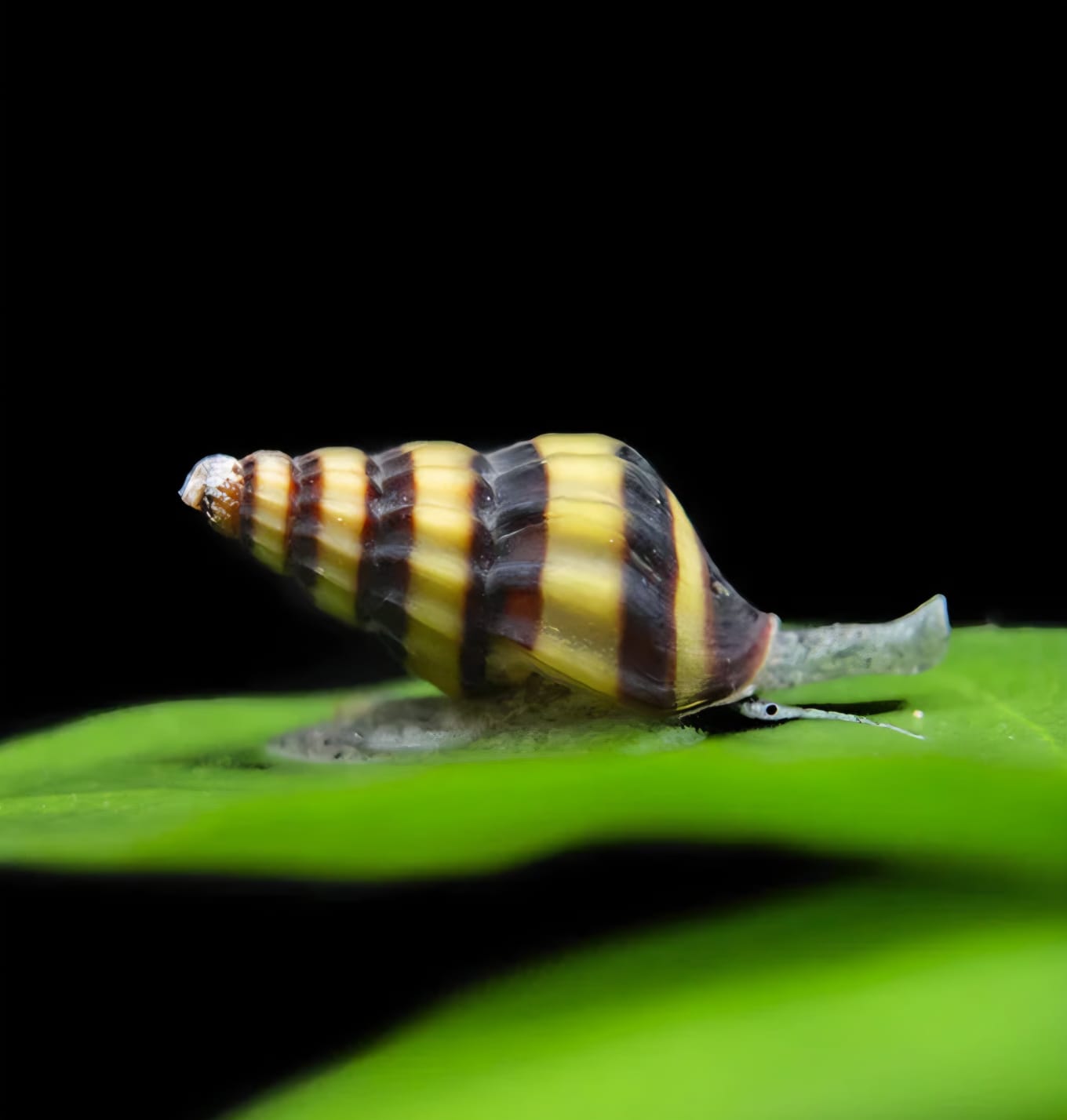 חלזונות הלנה