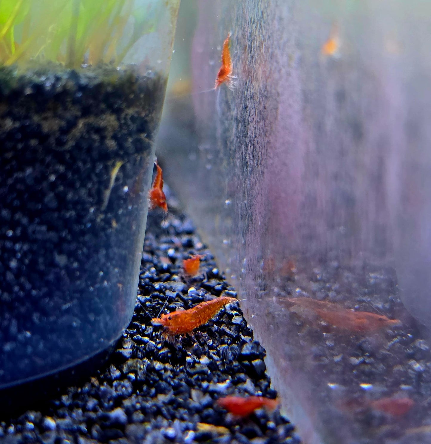 שרימפס אדום 15 ב100 שח