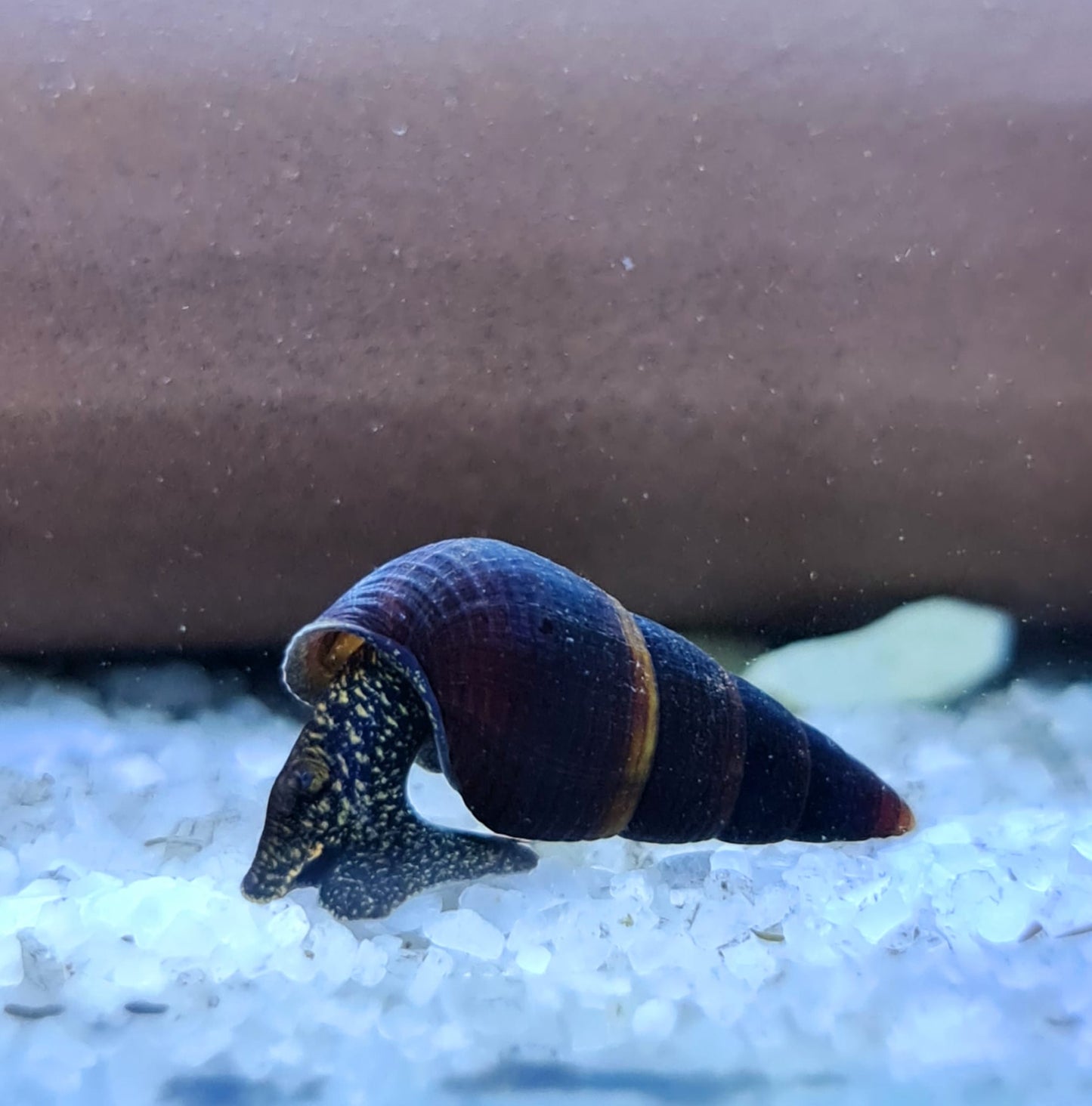 חילזון רגל ארנבת שחור מנוקד