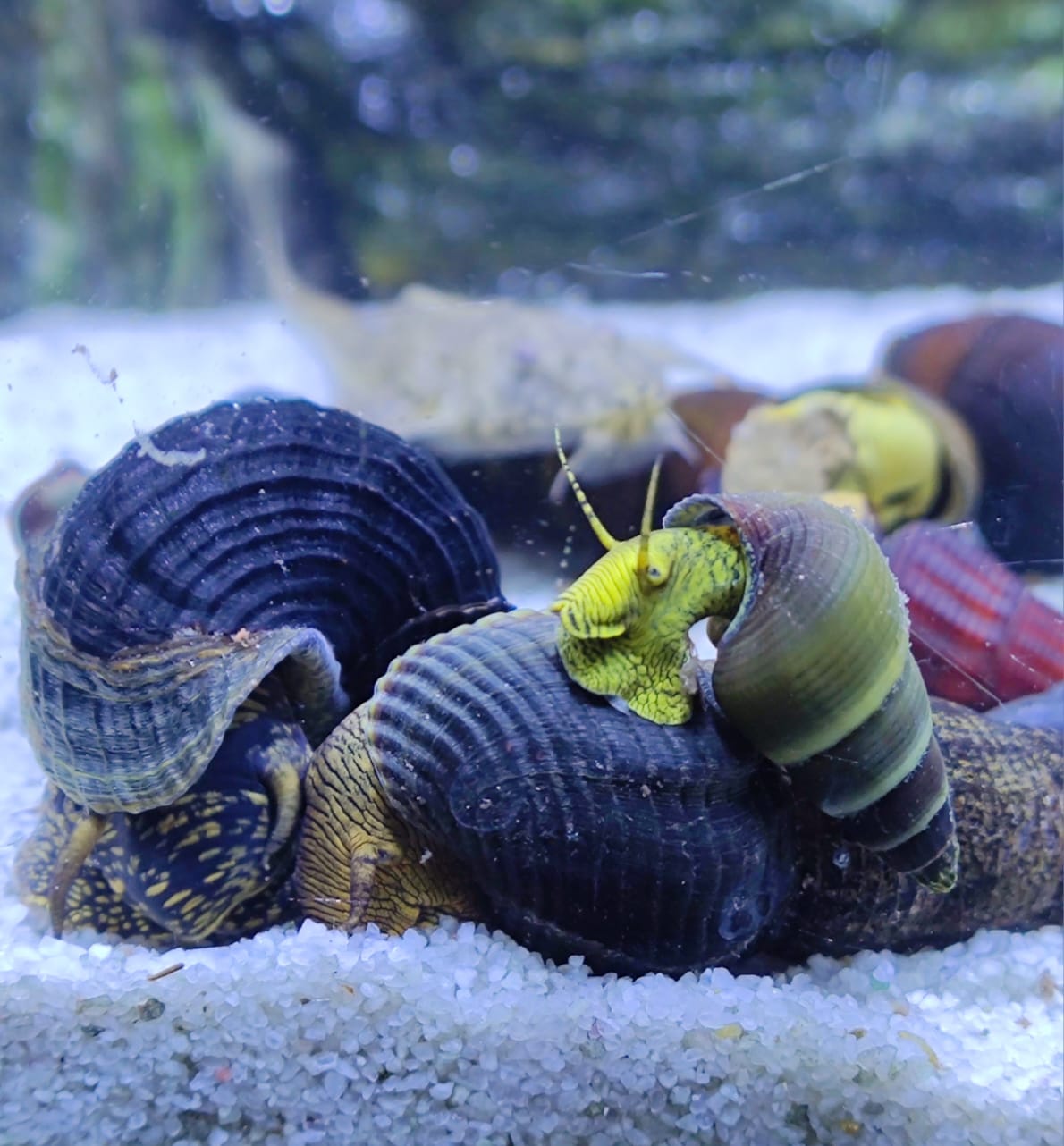 חילזון רגל ארנבת קטן 6 ב160